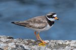 Ringed Plover - The Hall of Einar - photograph (c) David Bailey (not the)