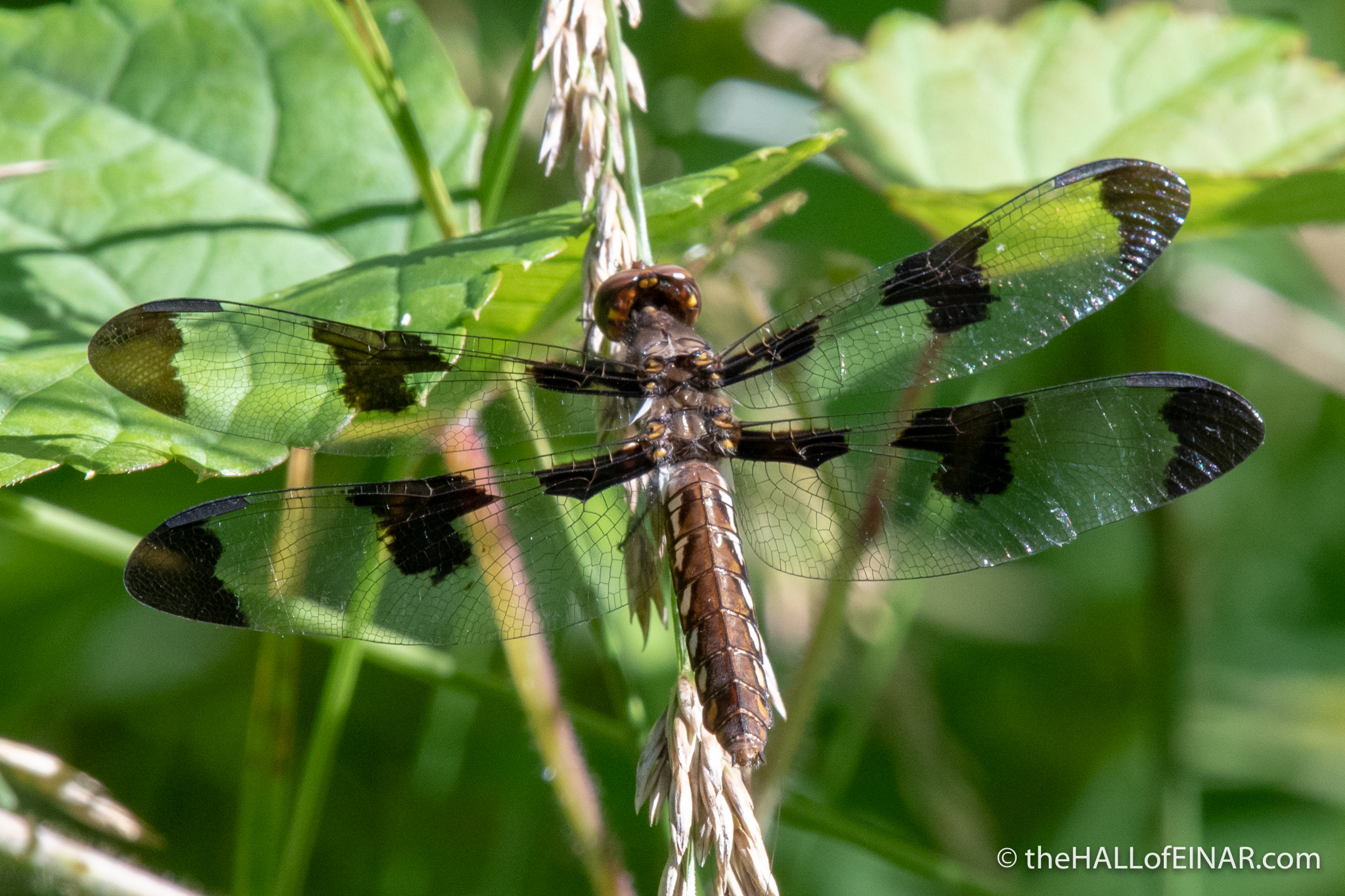 Common Whitetail Dragonfly - The Hall of Einar - photograph (c) David Bailey (not the)