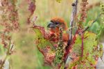 Two-Barred Crossbill – The Hall of Einar – photograph (c) David Bailey (not the)