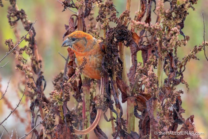 Two-Barred Crossbill - The Hall of Einar - photograph (c) David Bailey (not the)