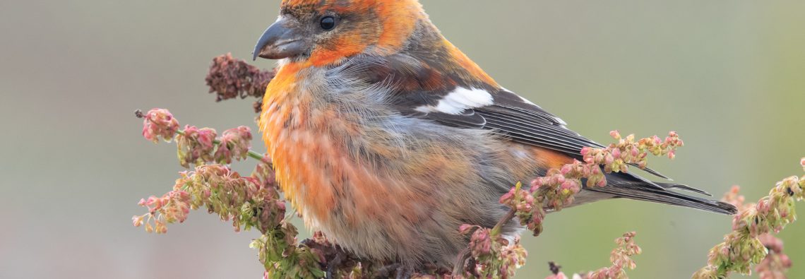 Two-Barred Crossbill - The Hall of Einar - photograph (c) David Bailey (not the)