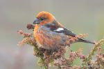 Two-Barred Crossbill – The Hall of Einar – photograph (c) David Bailey (not the)