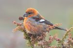 Two-Barred Crossbill - The Hall of Einar - photograph (c) David Bailey (not the)