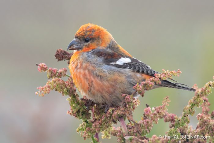 Two-Barred Crossbill - The Hall of Einar - photograph (c) David Bailey (not the)