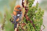 Two-Barred Crossbill – The Hall of Einar – photograph (c) David Bailey (not the)