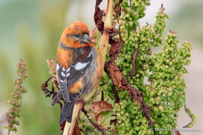 Two-Barred Crossbill - The Hall of Einar - photograph (c) David Bailey (not the)