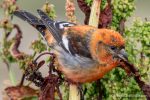 Two-Barred Crossbill – The Hall of Einar – photograph (c) David Bailey (not the)