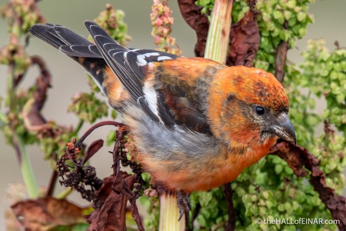 Two-Barred Crossbill - The Hall of Einar - photograph (c) David Bailey (not the)