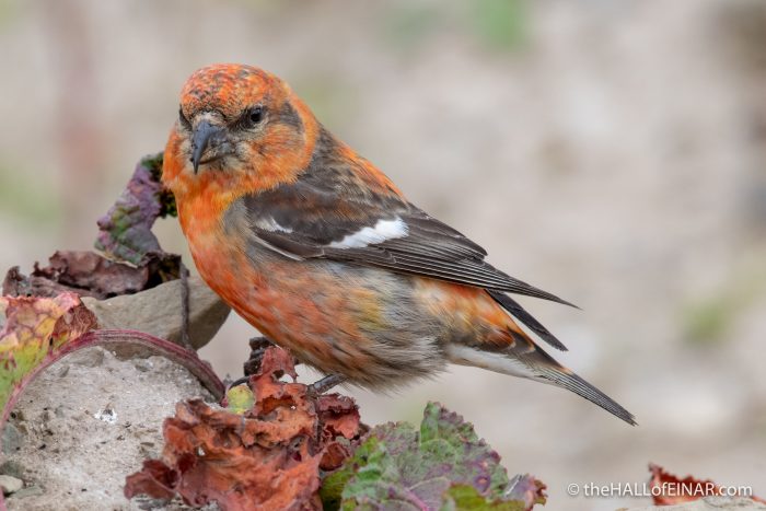 Two-Barred Crossbill - The Hall of Einar - photograph (c) David Bailey (not the)