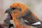Two-Barred Crossbill – The Hall of Einar – photograph (c) David Bailey (not the)