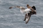 Great Skua – The Hall of Einar – photograph (c) David Bailey (not the)