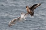 Great Skua – The Hall of Einar – photograph (c) David Bailey (not the)