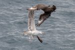 Great Skua - The Hall of Einar - photograph (c) David Bailey (not the)