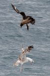 Great Skua – The Hall of Einar – photograph (c) David Bailey (not the)