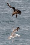 Great Skua - The Hall of Einar - photograph (c) David Bailey (not the)