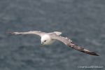 Fulmar - The Hall of Einar - photograph (c) David Bailey (not the)