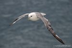 Fulmar - The Hall of Einar - photograph (c) David Bailey (not the)