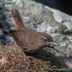 Wren - The Hall of Einar - photograph (c) David Bailey (not the)