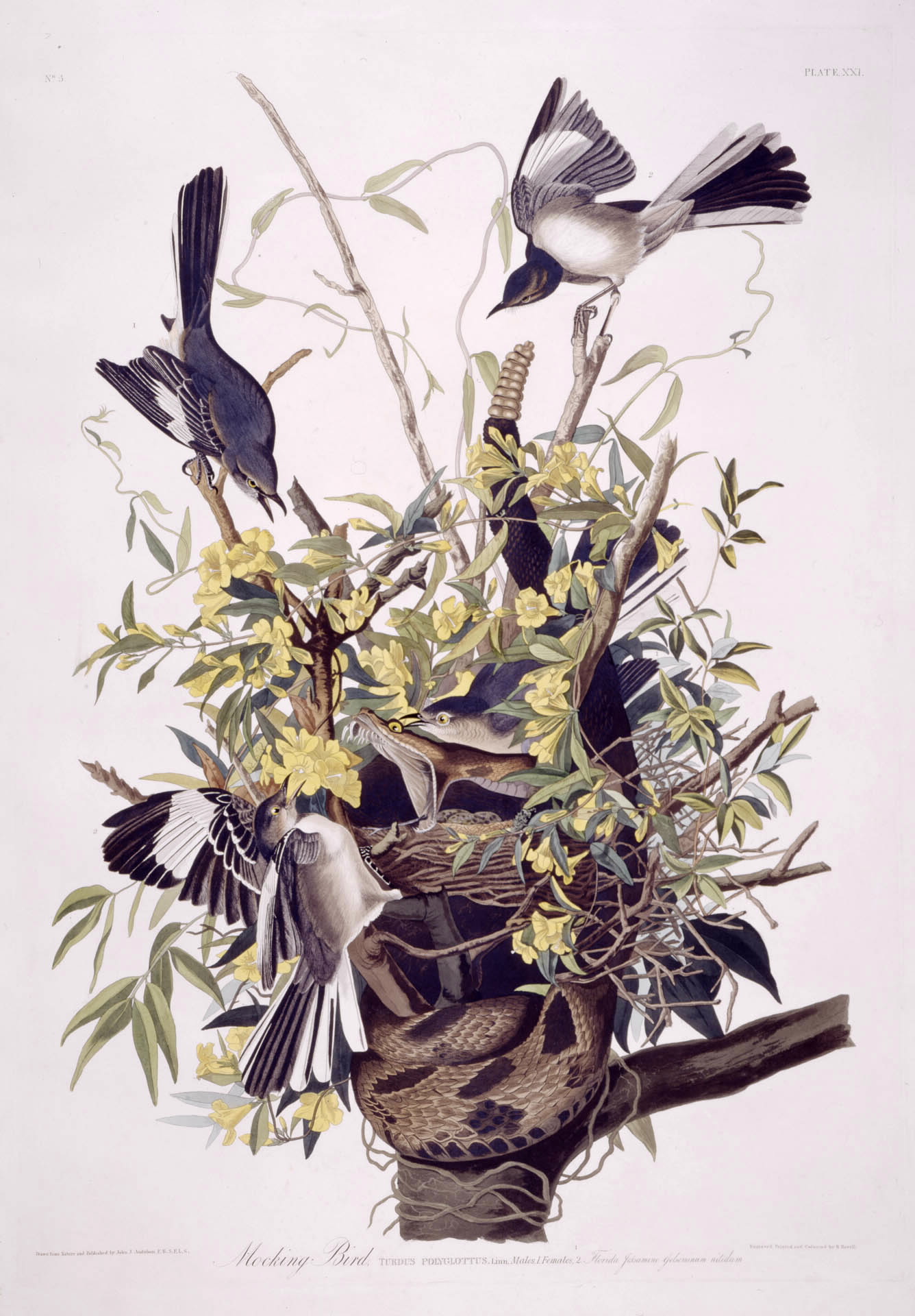 Audubon - Northern Mockingbird