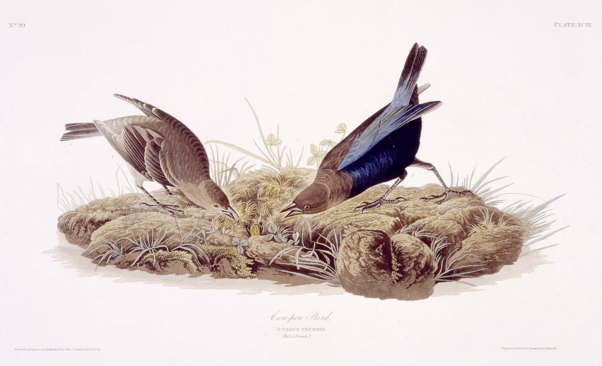 Audubon - Brown-Headed Cowbird