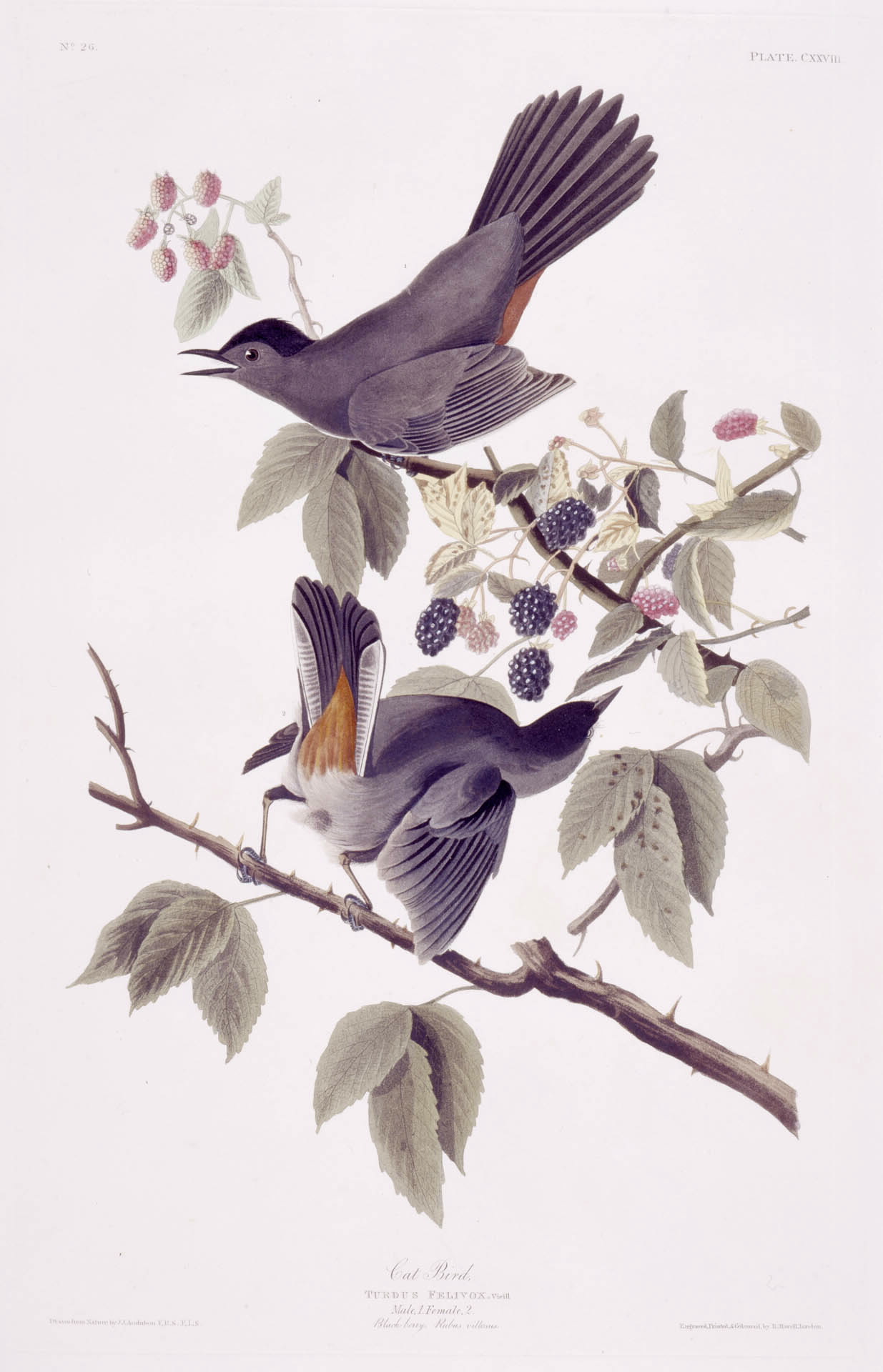 Audubon - Gray Catbird