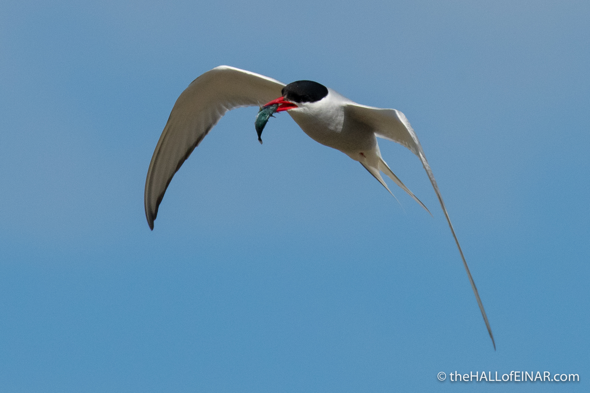 Arctic Terns - The Hall of Einar - photograph (c) David Bailey (not the)