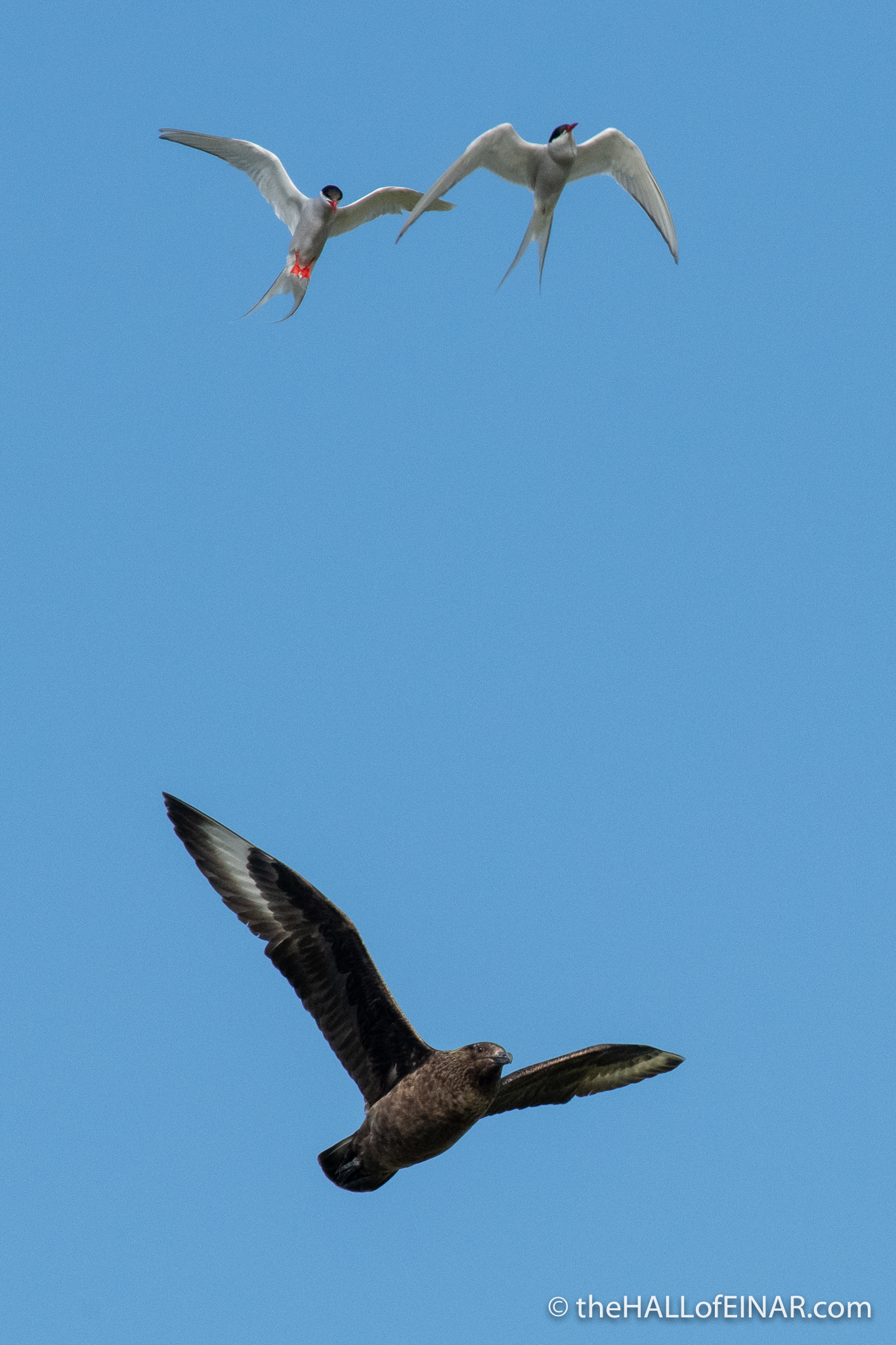 Arctic Terns v Great Skua - The Hall of Einar - photograph (c) David Bailey (not the)