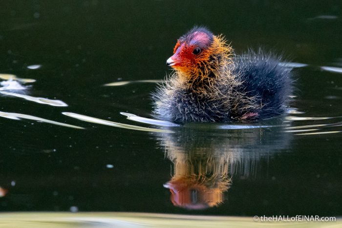 Coot - The Hall of Einar - photograph (c) David Bailey (not the)