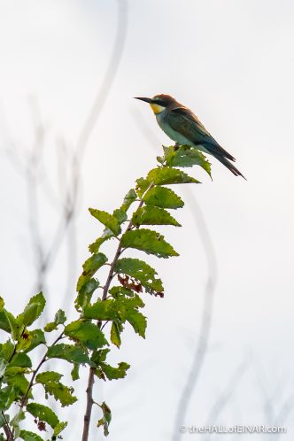 Bee Eaters - The Hall of Einar - photograph (c) David Bailey (not the)