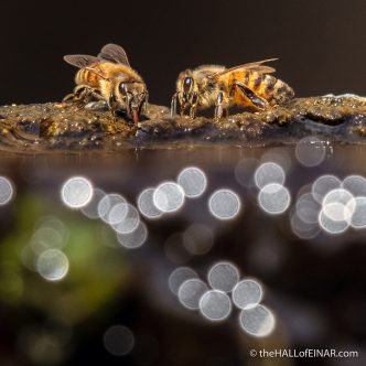 Bees - The Hall of Einar - photograph (c) David Bailey (not the)