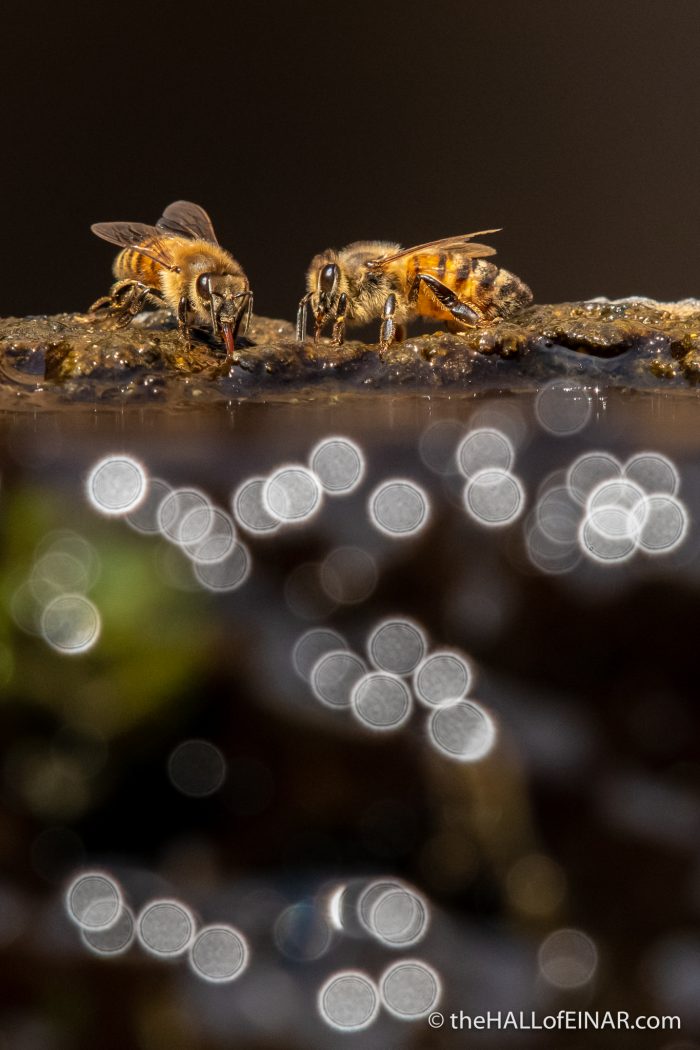 Bees - The Hall of Einar - photograph (c) David Bailey (not the)