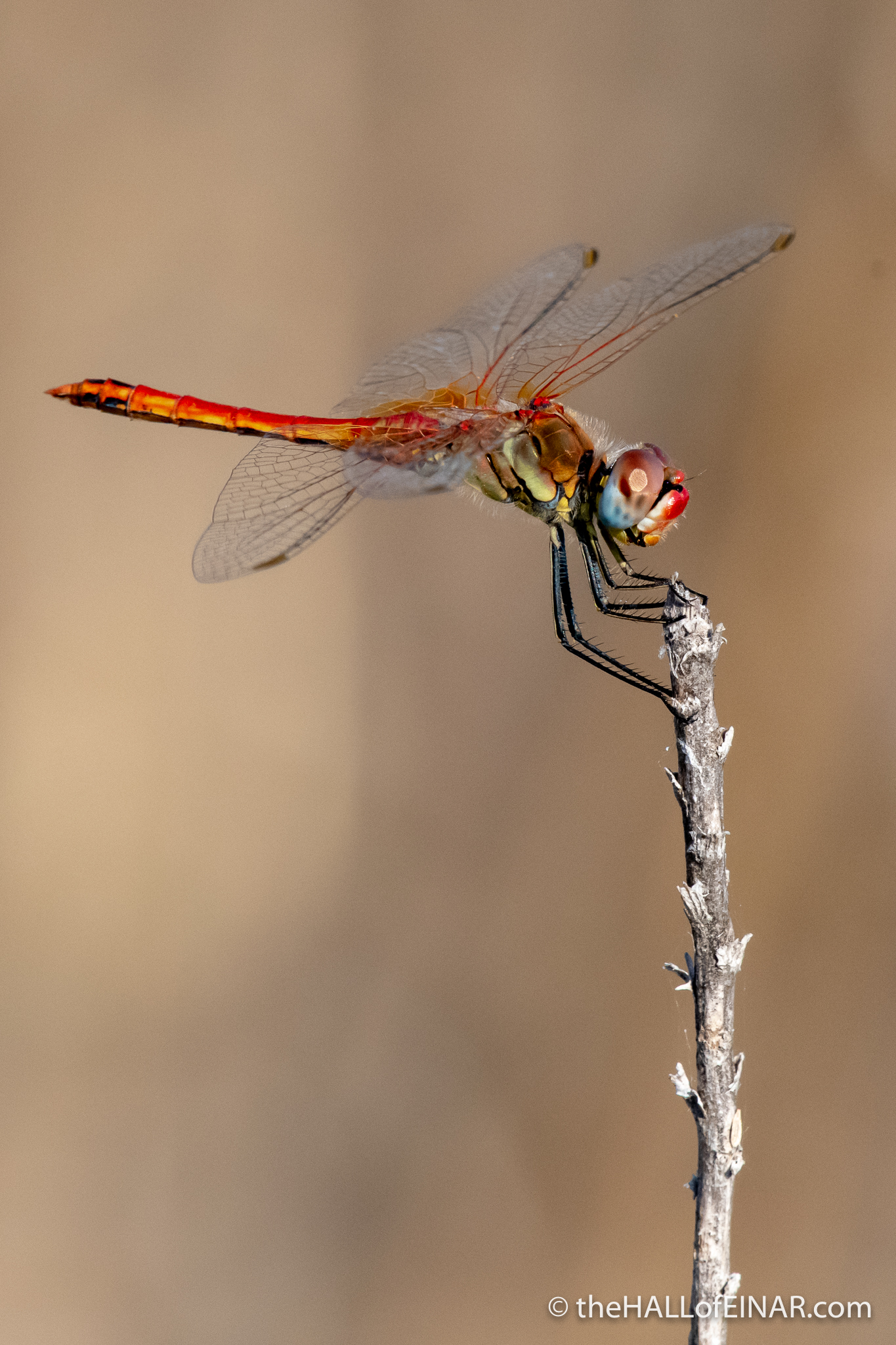 Red-Veined Darter Dragonfly - The Hall of Einar - photograph (c) David Bailey (not the)