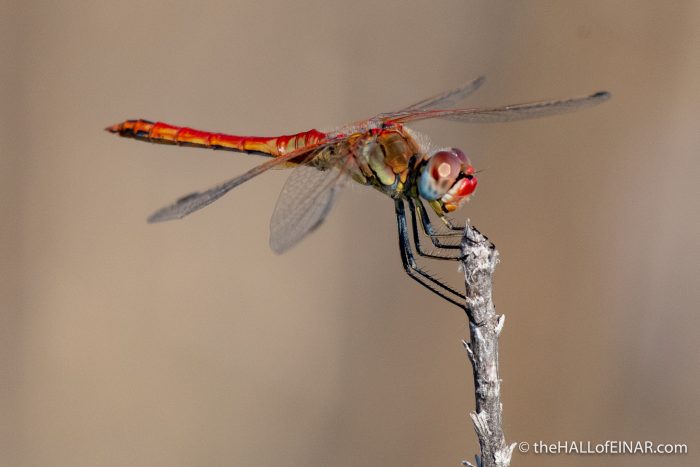 Red-Veined Darter Dragonfly - The Hall of Einar - photograph (c) David Bailey (not the)