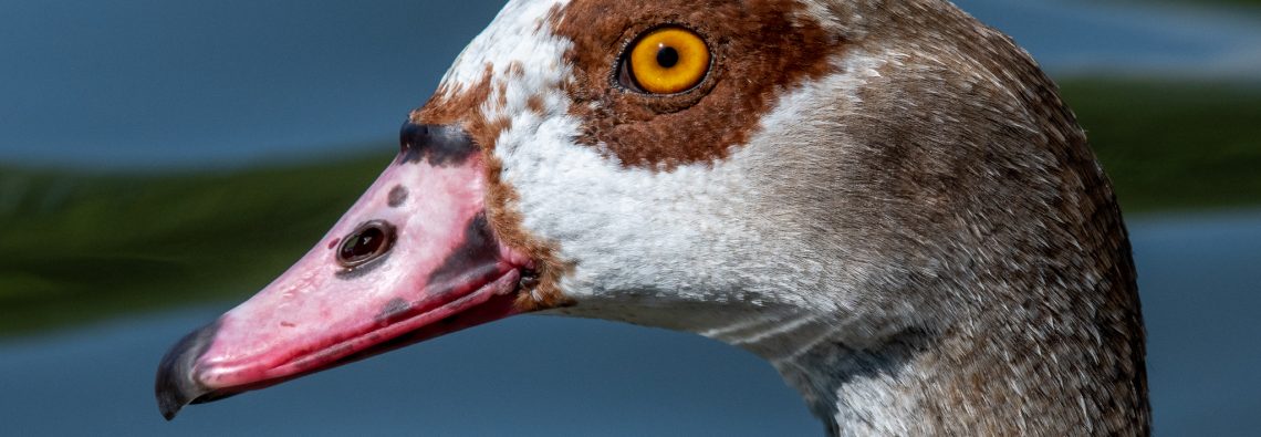 Egyptian Goose - The Regent's Park - The Hall of Einar - photograph (c) David Bailey (not the)