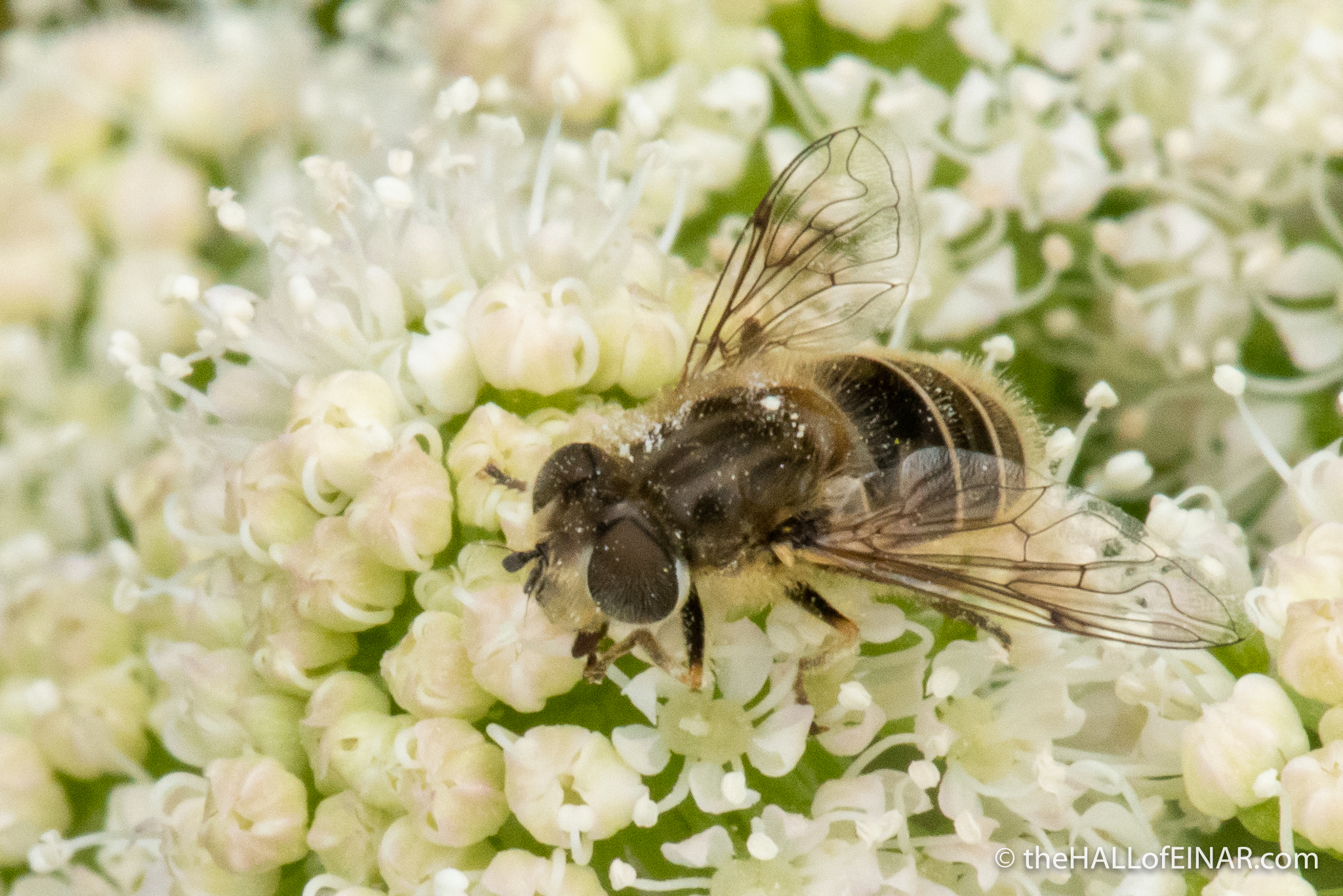 Eristalis arbustorum - Hoverfly - photograph (c) David Bailey (not the)