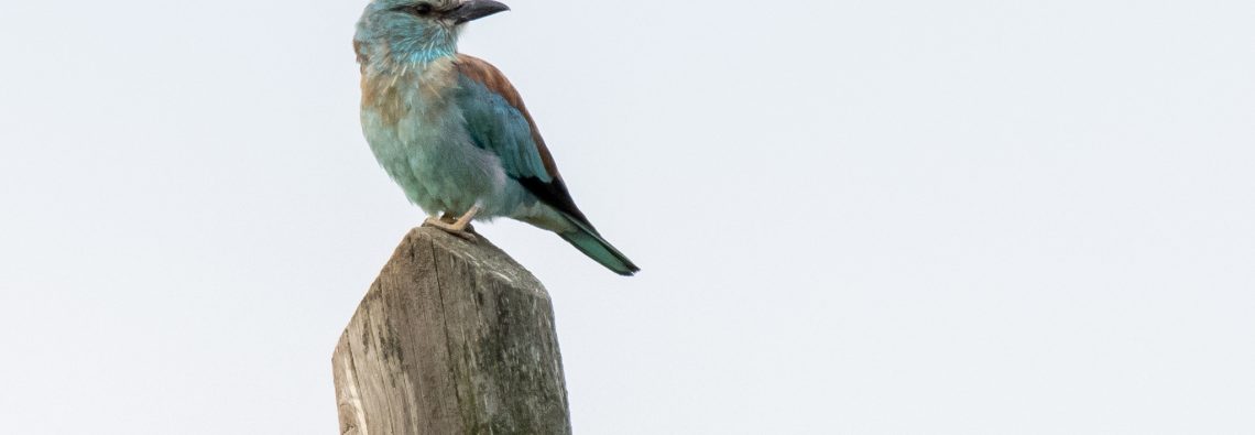 European Roller - The Hall of Einar - photograph (c) David Bailey (not the)