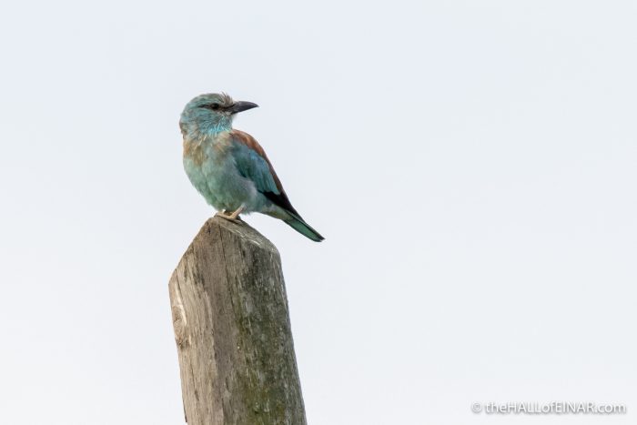 European Roller - The Hall of Einar - photograph (c) David Bailey (not the)