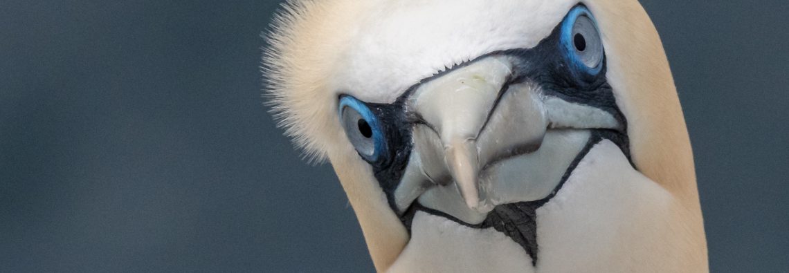 Gannets - The Hall of Einar - photograph (c) David Bailey (not the)
