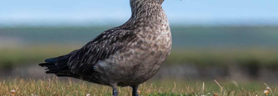 Great Skua - The Hall of Einar - photograph (c) David Bailey (not the)