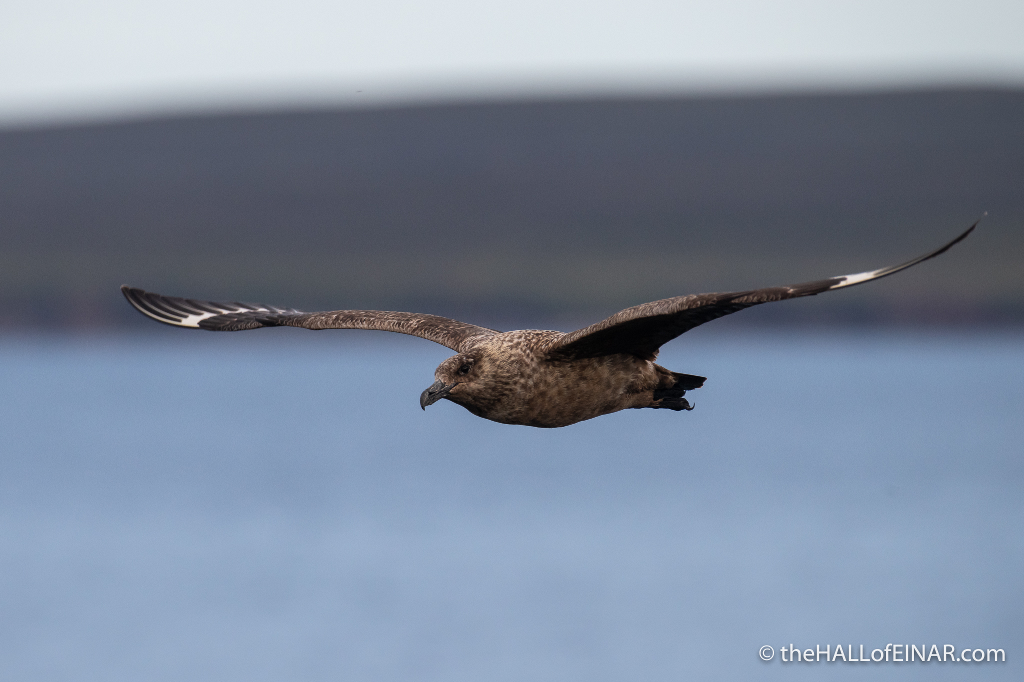 Great Skua - The Hall of Einar - photograph (c) David Bailey (not the)
