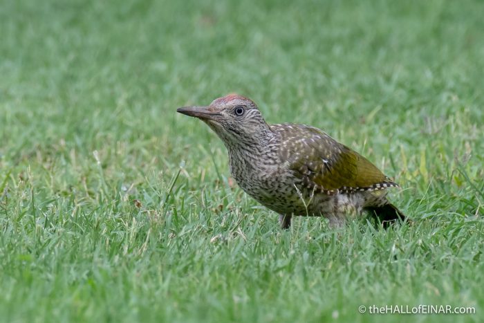 Green Woodpecker - The Hall of Einar - photograph (c) David Bailey (not the)
