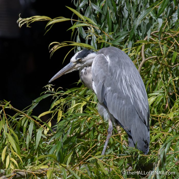 Grey Heron - The Hall of Einar - photograph (c) David Bailey (not the)