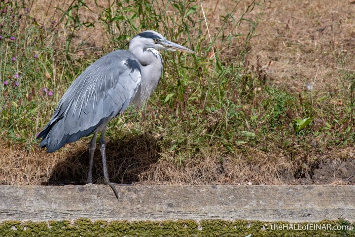 Grey Heron - The Hall of Einar - photograph (c) David Bailey (not the)