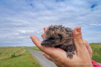 Hedgehog rescue - The Hall fo Einar - photograph (c) David Bailey (not the)
