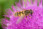 Helophilus pendulus - Hoverfly - photograph (c) David Bailey (not the)