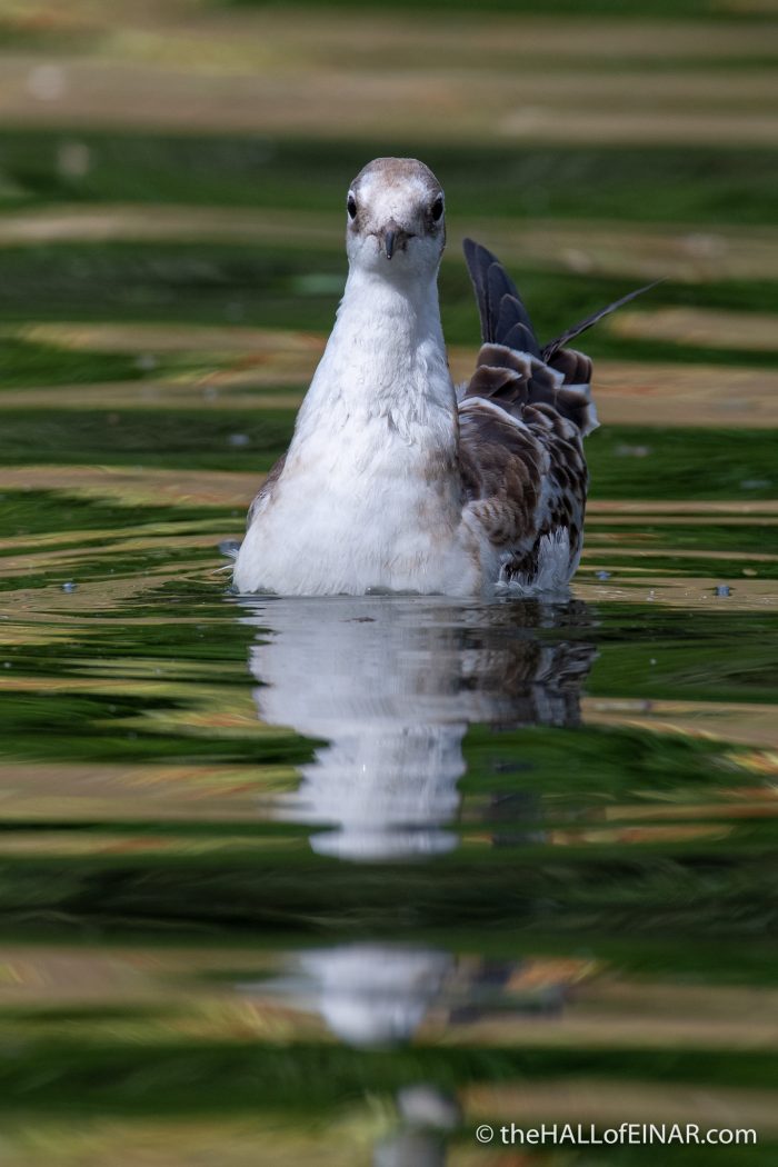Juvenile Black-Headed Gull - The Hall of Einar - photograph (c) David Bailey (not the)