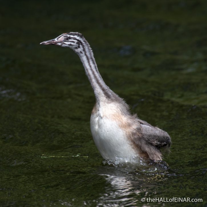 Juvenile Great Crested Grebe - The Hall of Einar - photograph (c) David Bailey (not the)