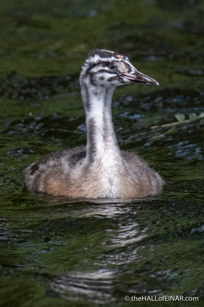 Juvenile Great Crested Grebe - The Hall of Einar - photograph (c) David Bailey (not the)