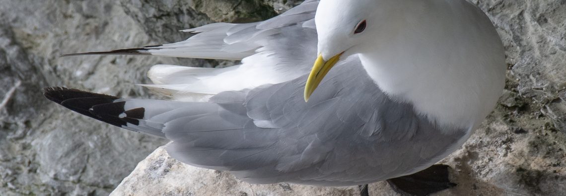 Kittiwake - The Hall of Einar - photograph (c) David Bailey (not the)