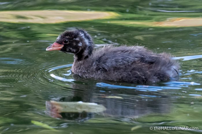 Little Grebe - The Hall of Einar - photograph (c) David Bailey (not the)